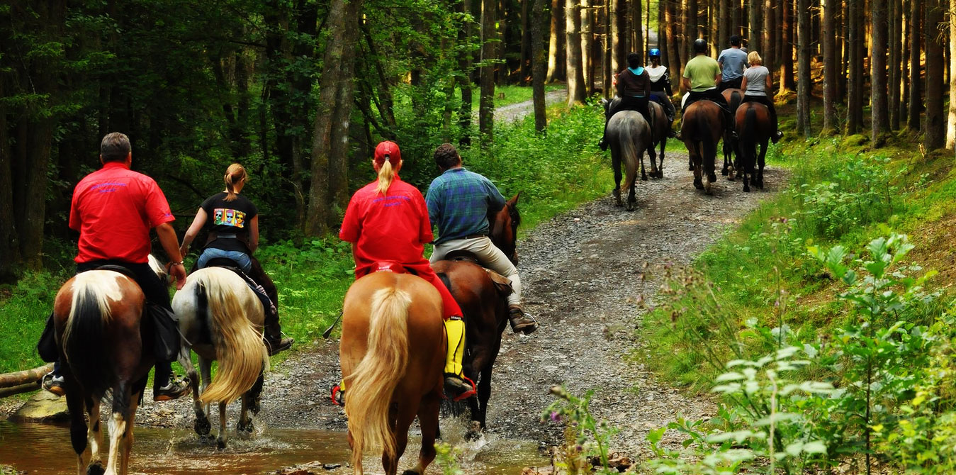 jinetes montando a caballo por un sendero de un bosque