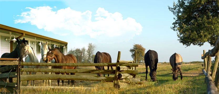 cabecera imagen 1 cuadra al aire libre de caballos