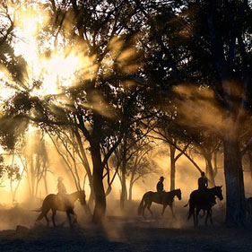 jinetes montando a caballo en bosque al atardecer